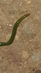 Othelosoma joburgi