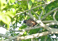 Colinus nigrogularis