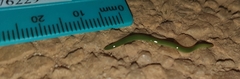 Othelosoma joburgi