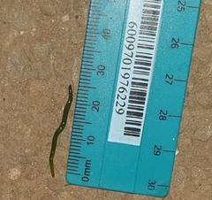 Othelosoma joburgi