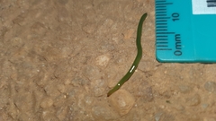 Othelosoma joburgi