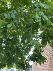 Koelreuteria paniculata