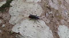 Strongylium auratum