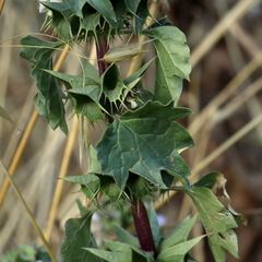 Moluccella spinosa
