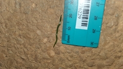 Othelosoma joburgi
