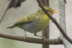 Phylloscopus cantator