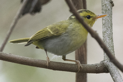 Phylloscopus cantator