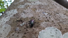 Strongylium auratum