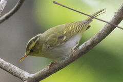 Phylloscopus cantator