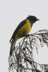 Melanochlora sultanea