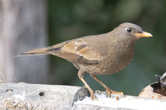 Turdus boulboul