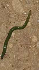 Othelosoma joburgi