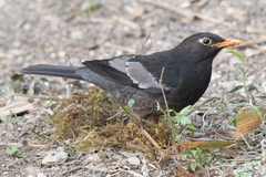 Turdus boulboul