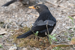 Turdus boulboul