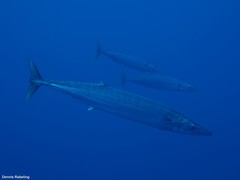 Acanthocybium solandri