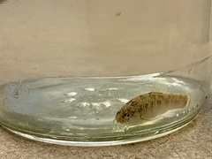 Cyprinodon rubrofluviatilis