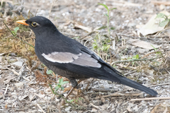 Turdus boulboul