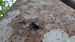 Strongylium auratum