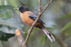 Heterophasia capistrata