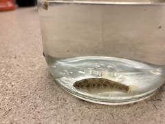 Cyprinodon rubrofluviatilis