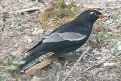 Turdus boulboul
