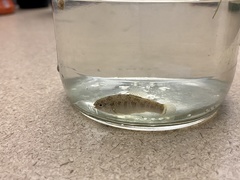 Cyprinodon rubrofluviatilis