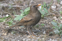 Turdus boulboul