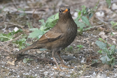 Turdus boulboul