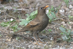 Turdus boulboul