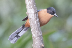 Heterophasia capistrata