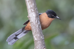 Heterophasia capistrata
