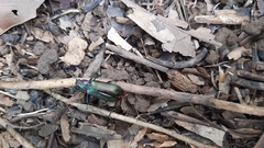 Strongylium auratum