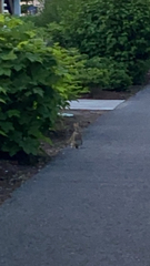 Sylvilagus floridanus