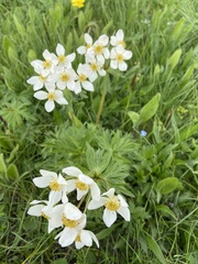Anemonastrum fasciculatum
