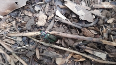 Strongylium auratum