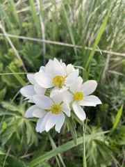 Anemonastrum fasciculatum