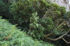 Olea capensis macrocarpa