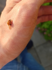Harmonia axyridis