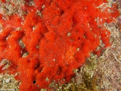 Phorbas fictitius