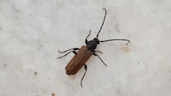 Phymatodes