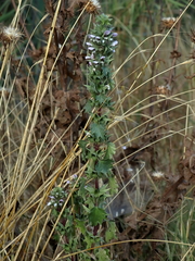 Moluccella spinosa
