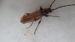 Phymatodes