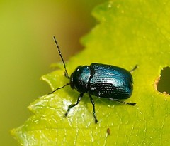 Cryptocephalus parvulus