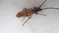 Phymatodes