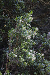 Olea capensis macrocarpa