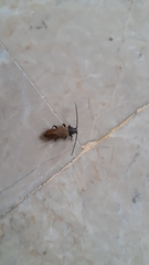 Phymatodes