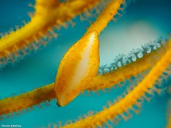 Simnia spelta