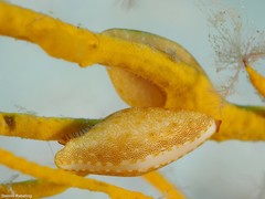 Simnia spelta