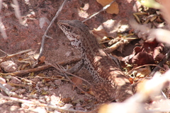 Aspidoscelis maximus