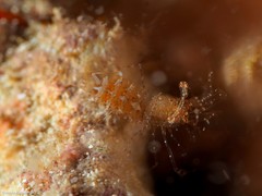 Periclimenes sagittifer